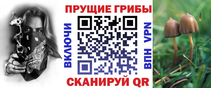 Галлюциногенные грибы Psilocybine cubensis  Купить где  Спас-Клепики 